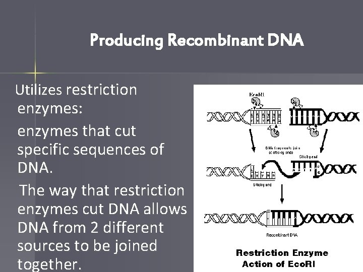 Producing Recombinant DNA Utilizes restriction enzymes: enzymes that cut specific sequences of DNA. The