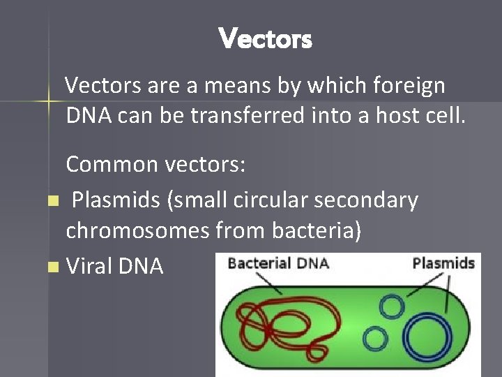 Vectors are a means by which foreign DNA can be transferred into a host
