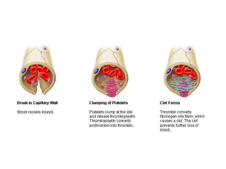 Break in Capillary Wall Clumping of Platelets Clot Forms Blood vessels injured. Platelets clump