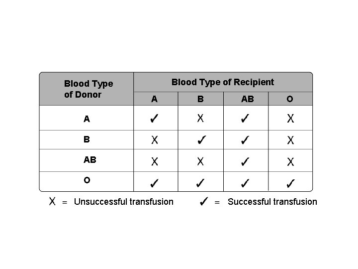Blood Type of Donor Blood Type of Recipient A B AB O Unsuccessful transfusion