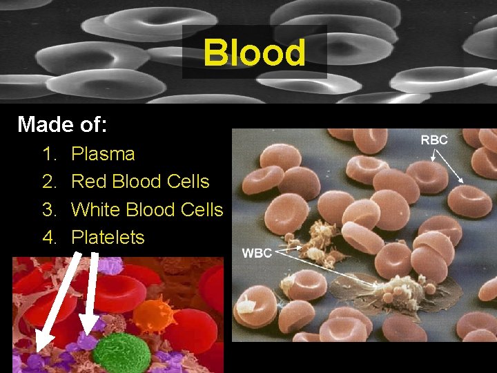 Blood Made of: 1. 2. 3. 4. Plasma Red Blood Cells White Blood Cells