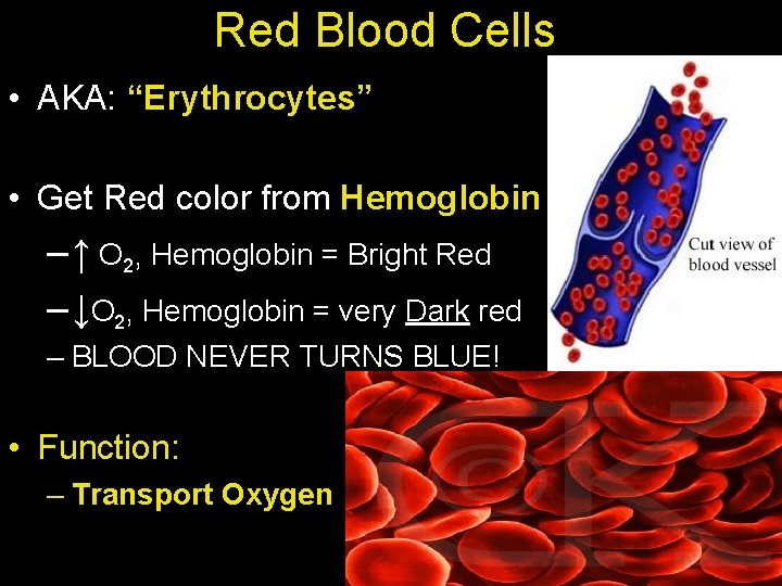 Red Blood Cells • AKA: “Erythrocytes” • Get Red color from Hemoglobin – ↑