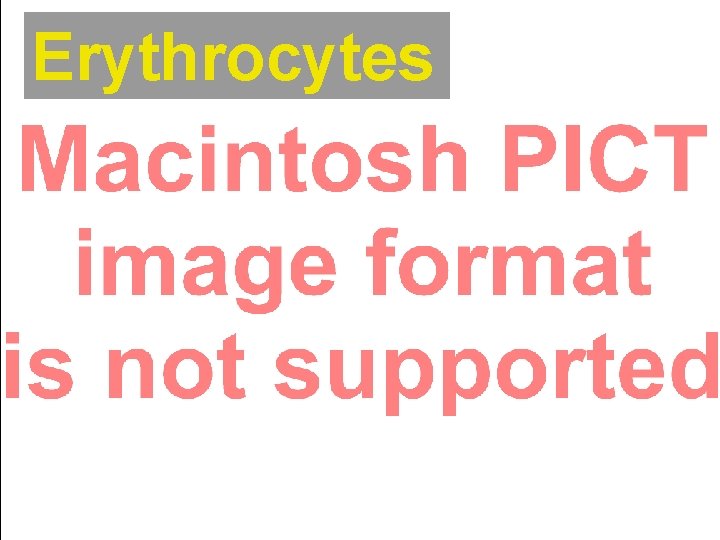 Erythrocytes 
