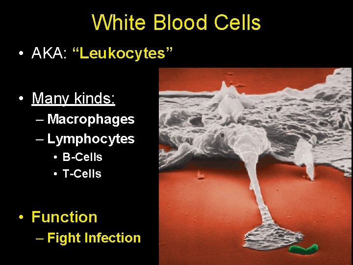 White Blood Cells • AKA: “Leukocytes” • Many kinds: – Macrophages – Lymphocytes •