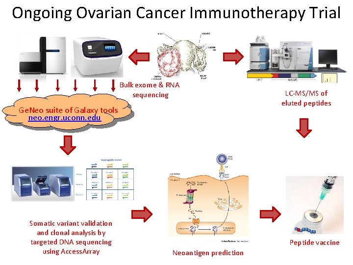 Ongoing Ovarian Cancer Immunotherapy Trial Bulk exome & RNA sequencing Ge. Neo suite of