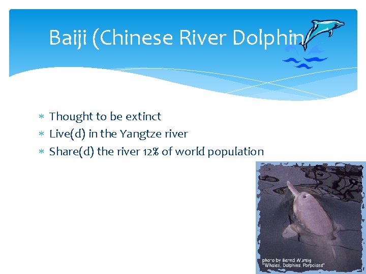 Baiji (Chinese River Dolphin Thought to be extinct Live(d) in the Yangtze river Share(d)