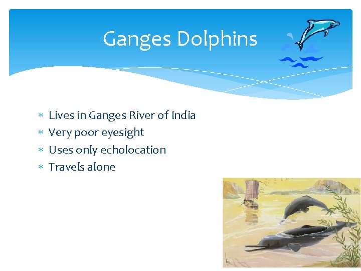 Ganges Dolphins Lives in Ganges River of India Very poor eyesight Uses only echolocation