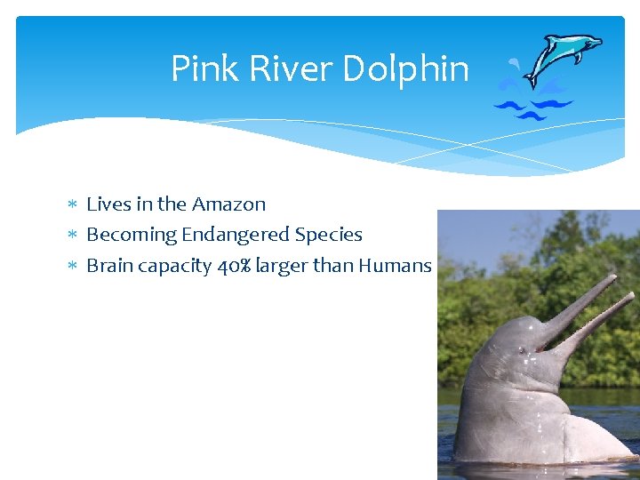 Pink River Dolphin Lives in the Amazon Becoming Endangered Species Brain capacity 40% larger