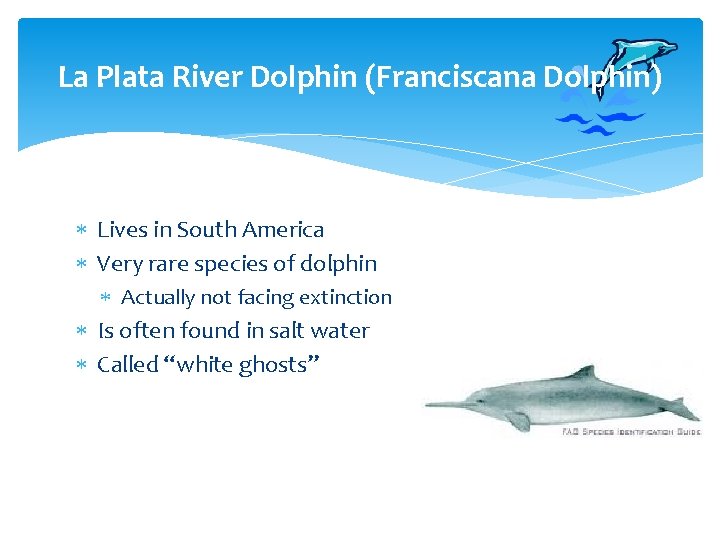 La Plata River Dolphin (Franciscana Dolphin) Lives in South America Very rare species of