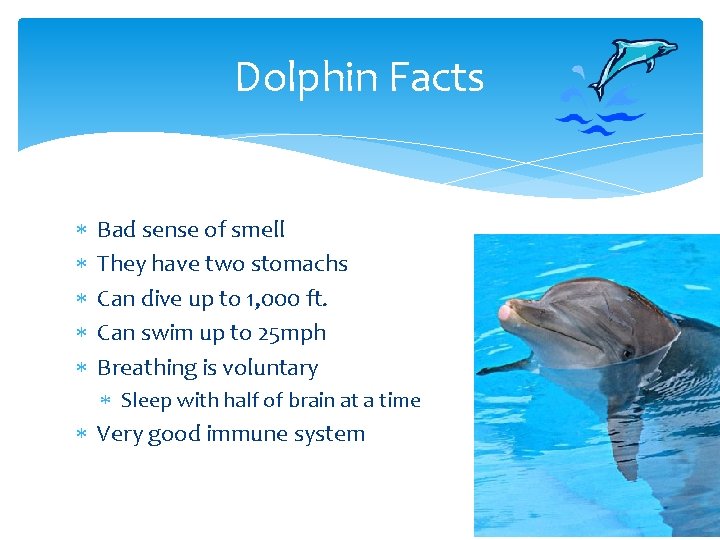 Dolphin Facts Bad sense of smell They have two stomachs Can dive up to