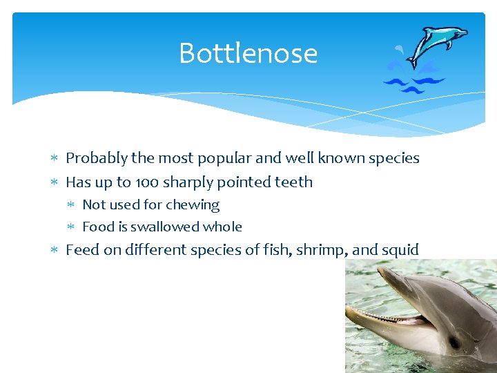 Bottlenose Probably the most popular and well known species Has up to 100 sharply