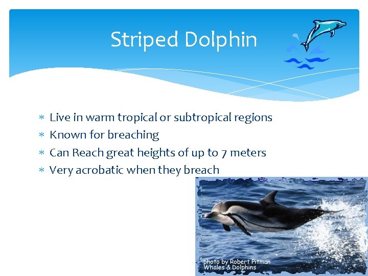 Striped Dolphin Live in warm tropical or subtropical regions Known for breaching Can Reach