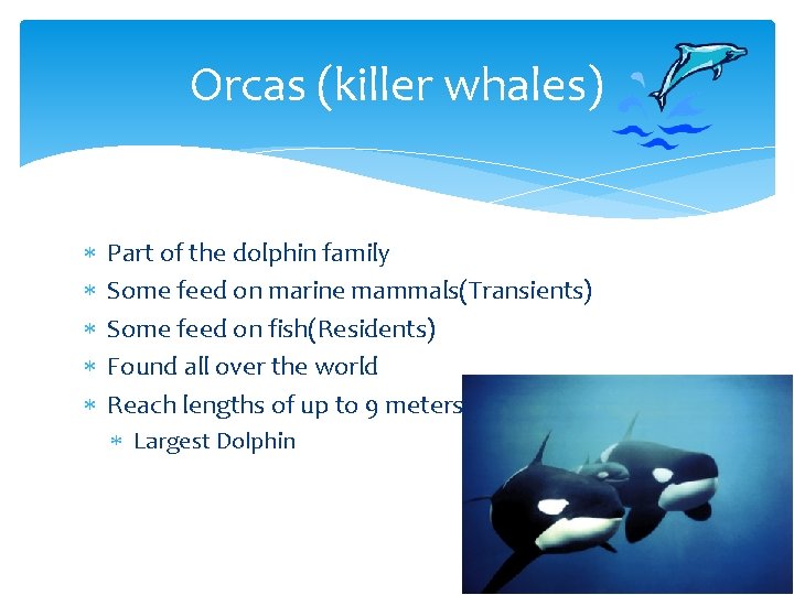 Orcas (killer whales) Part of the dolphin family Some feed on marine mammals(Transients) Some