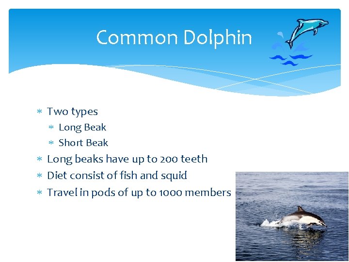 Common Dolphin Two types Long Beak Short Beak Long beaks have up to 200