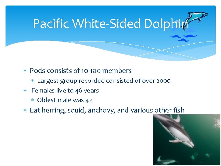 Pacific White-Sided Dolphin Pods consists of 10 -100 members Largest group recorded consisted of