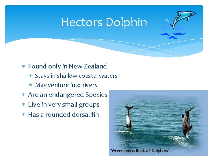 Hectors Dolphin Found only in New Zealand Stays in shallow coastal waters May venture