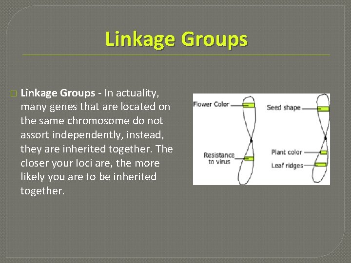 Linkage Groups � Linkage Groups - In actuality, many genes that are located on