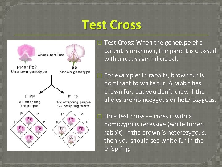 Test Cross � Test Cross: When the genotype of a parent is unknown, the