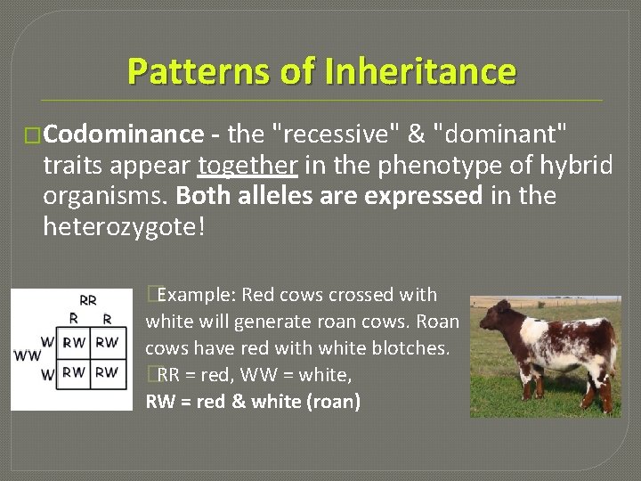 Patterns of Inheritance �Codominance - the "recessive" & "dominant" traits appear together in the