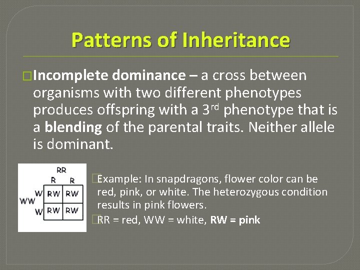 Patterns of Inheritance �Incomplete dominance – a cross between organisms with two different phenotypes