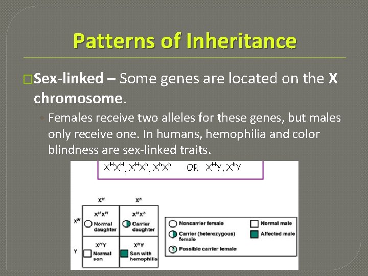 Patterns of Inheritance �Sex-linked – Some genes are located on the X chromosome. •