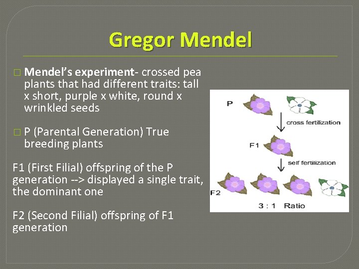 Gregor Mendel � Mendel’s experiment- crossed pea plants that had different traits: tall x