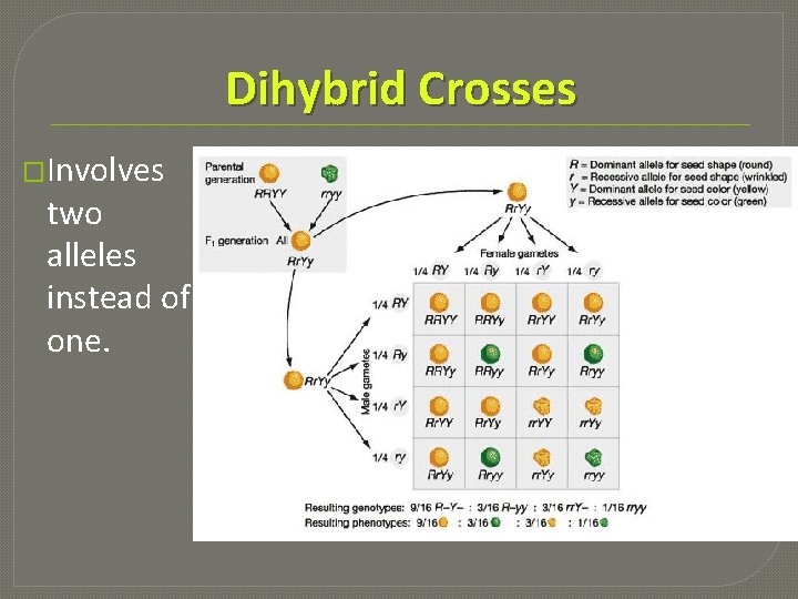 Dihybrid Crosses �Involves two alleles instead of one. 