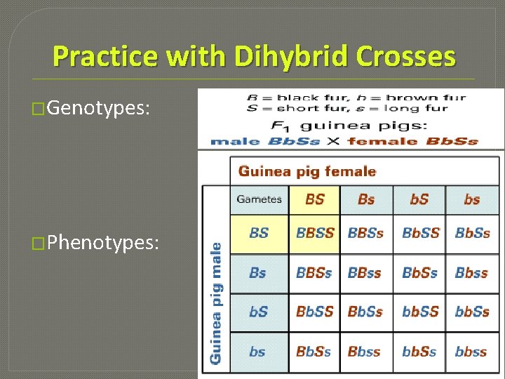 Practice with Dihybrid Crosses �Genotypes: �Phenotypes: 