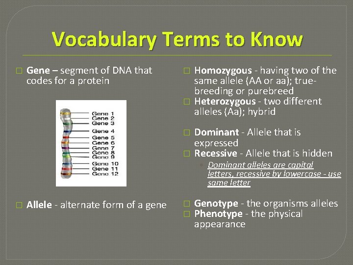 Vocabulary Terms to Know � Gene – segment of DNA that codes for a