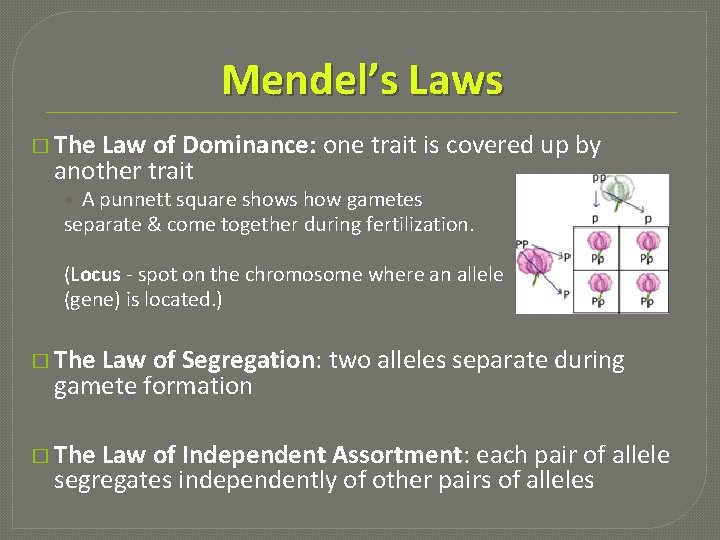 Mendel’s Laws � The Law of Dominance: one trait is covered up by another