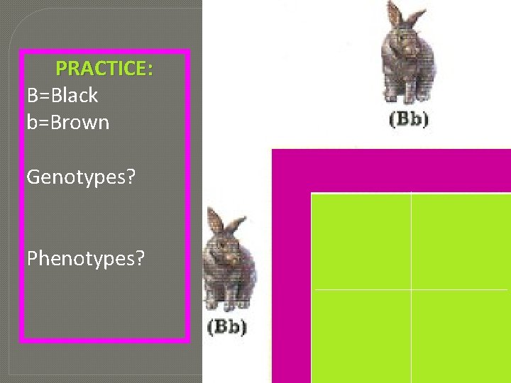 PRACTICE: B=Black b=Brown Genotypes? Phenotypes? 