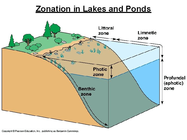 Zonation in Lakes and Ponds 