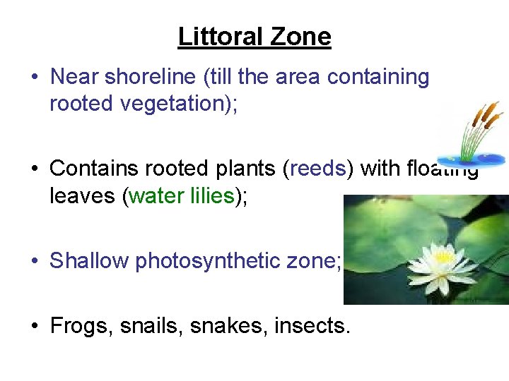 Littoral Zone • Near shoreline (till the area containing rooted vegetation); • Contains rooted