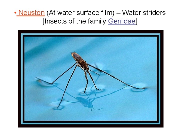  • Neuston (At water surface film) – Water striders [Insects of the family