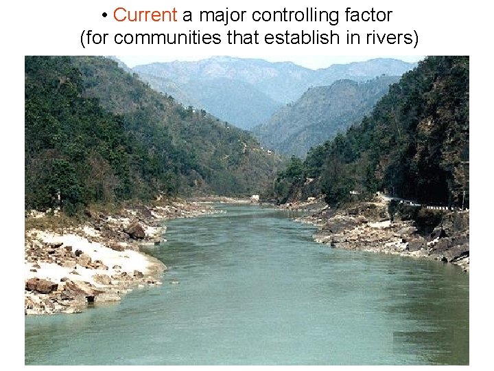  • Current a major controlling factor (for communities that establish in rivers) 