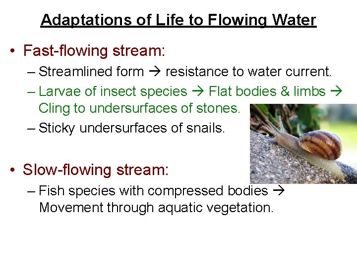 Adaptations of Life to Flowing Water • Fast-flowing stream: – Streamlined form resistance to