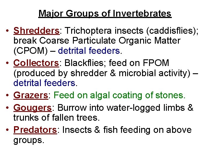 Major Groups of Invertebrates • Shredders: Trichoptera insects (caddisflies); break Coarse Particulate Organic Matter