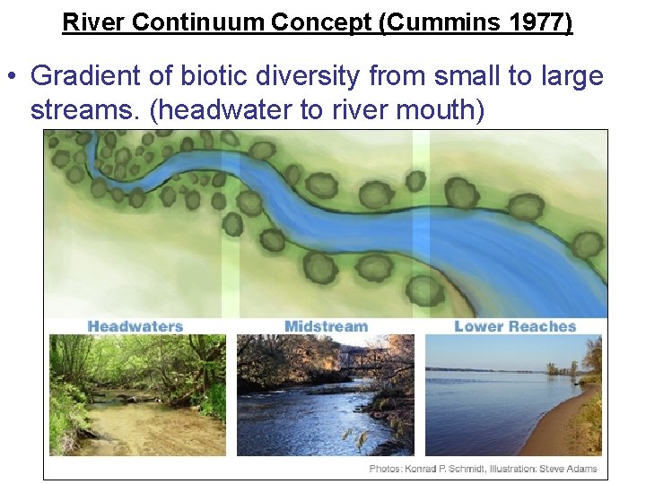 River Continuum Concept (Cummins 1977) • Gradient of biotic diversity from small to large