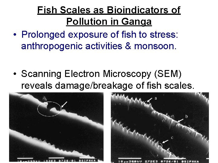 Fish Scales as Bioindicators of Pollution in Ganga • Prolonged exposure of fish to