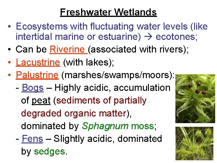  • • Freshwater Wetlands Ecosystems with fluctuating water levels (like intertidal marine or
