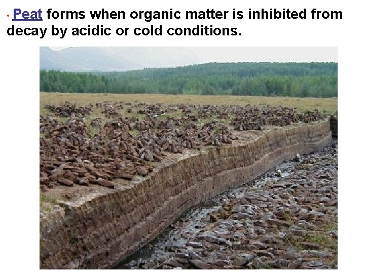  • Peat forms when organic matter is inhibited from decay by acidic or