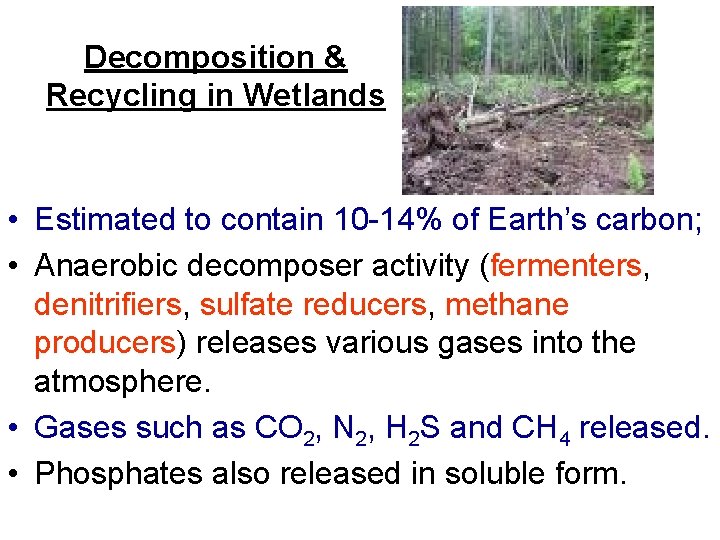 Decomposition & Recycling in Wetlands • Estimated to contain 10 -14% of Earth’s carbon;