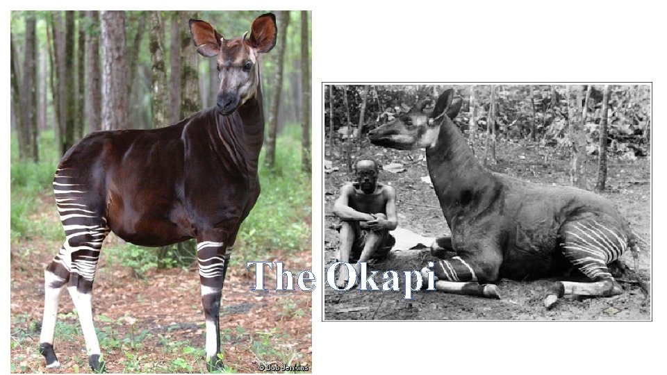 The Okapi 