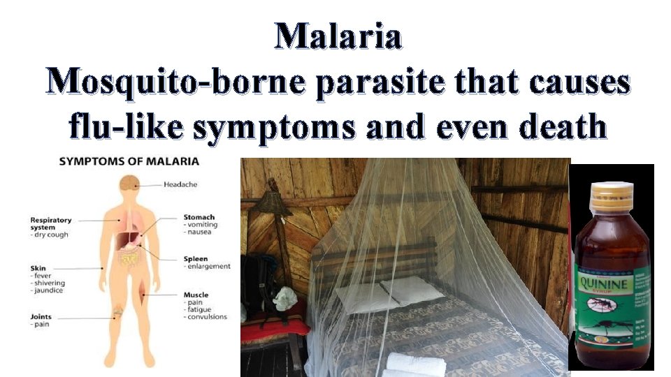 Malaria Mosquito-borne parasite that causes flu-like symptoms and even death 