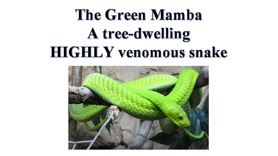The Green Mamba A tree-dwelling HIGHLY venomous snake 