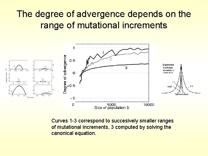 The degree of advergence depends on the range of mutational increments Curves 1 -3