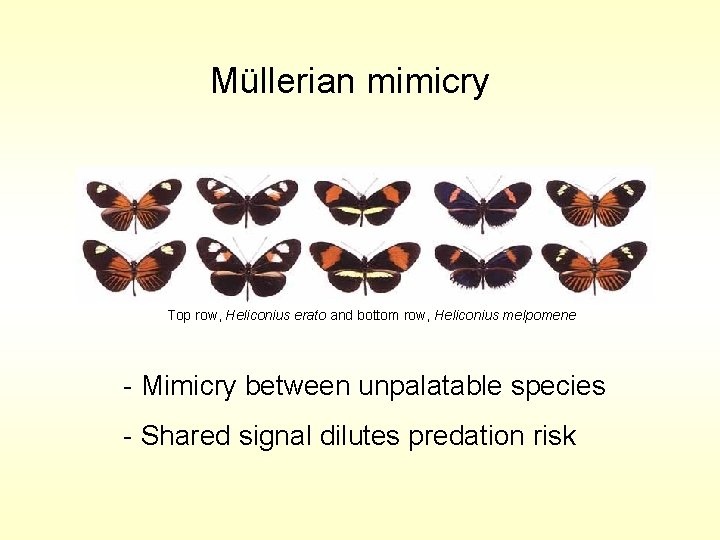 Müllerian mimicry Top row, Heliconius erato and bottom row, Heliconius melpomene - Mimicry between