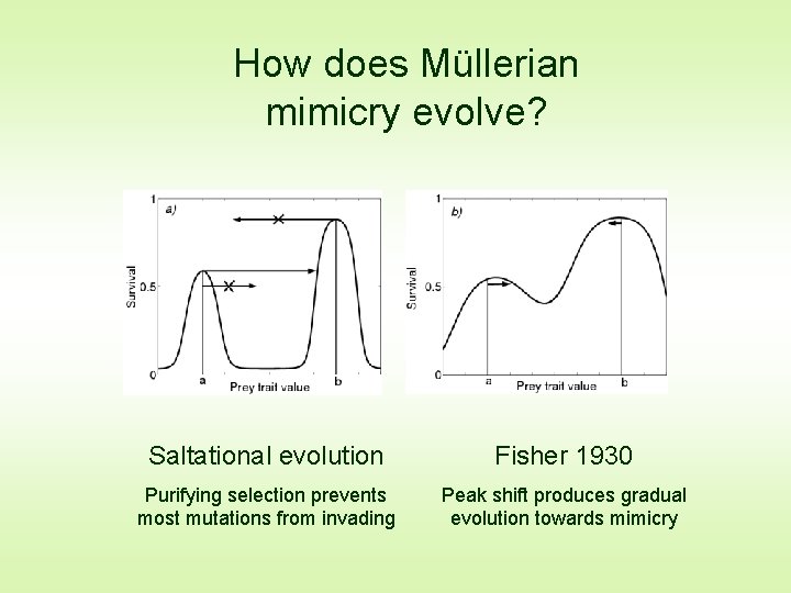 How does Müllerian mimicry evolve? Saltational evolution Fisher 1930 Purifying selection prevents most mutations