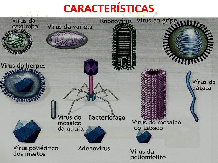 CARACTERÍSTICAS 