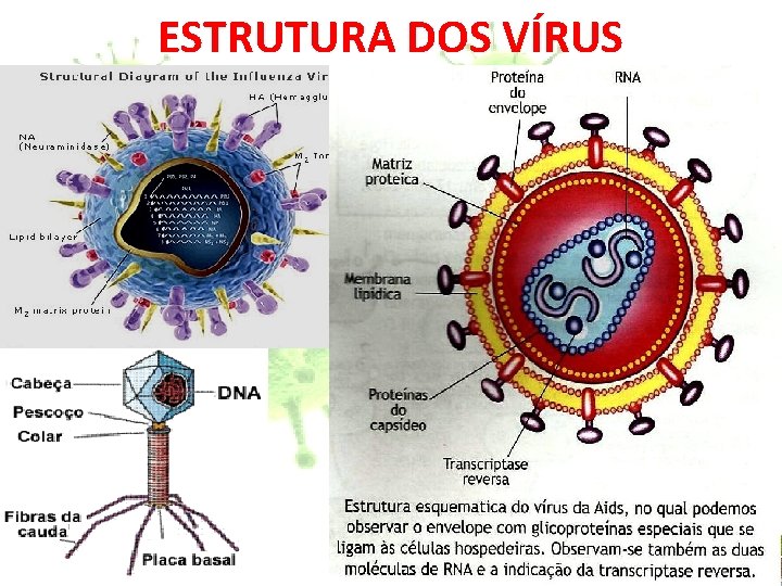 ESTRUTURA DOS VÍRUS 